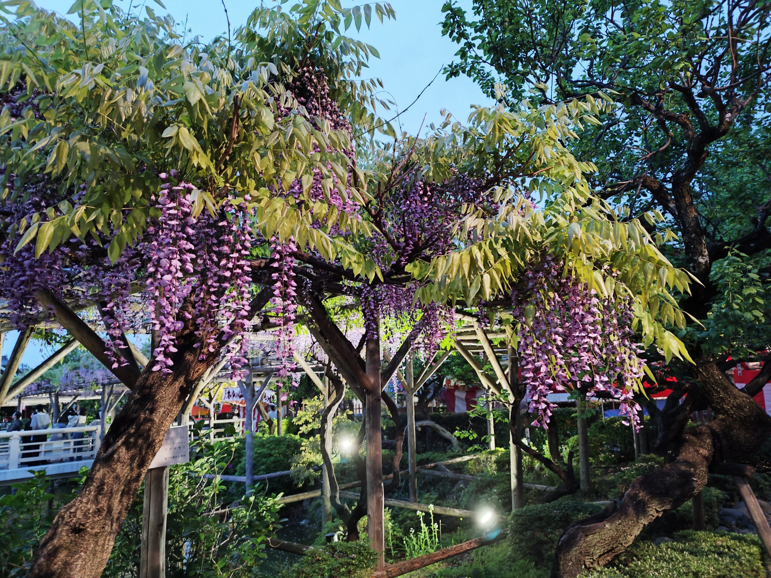 2025年(4/22)亀戸天神藤の花