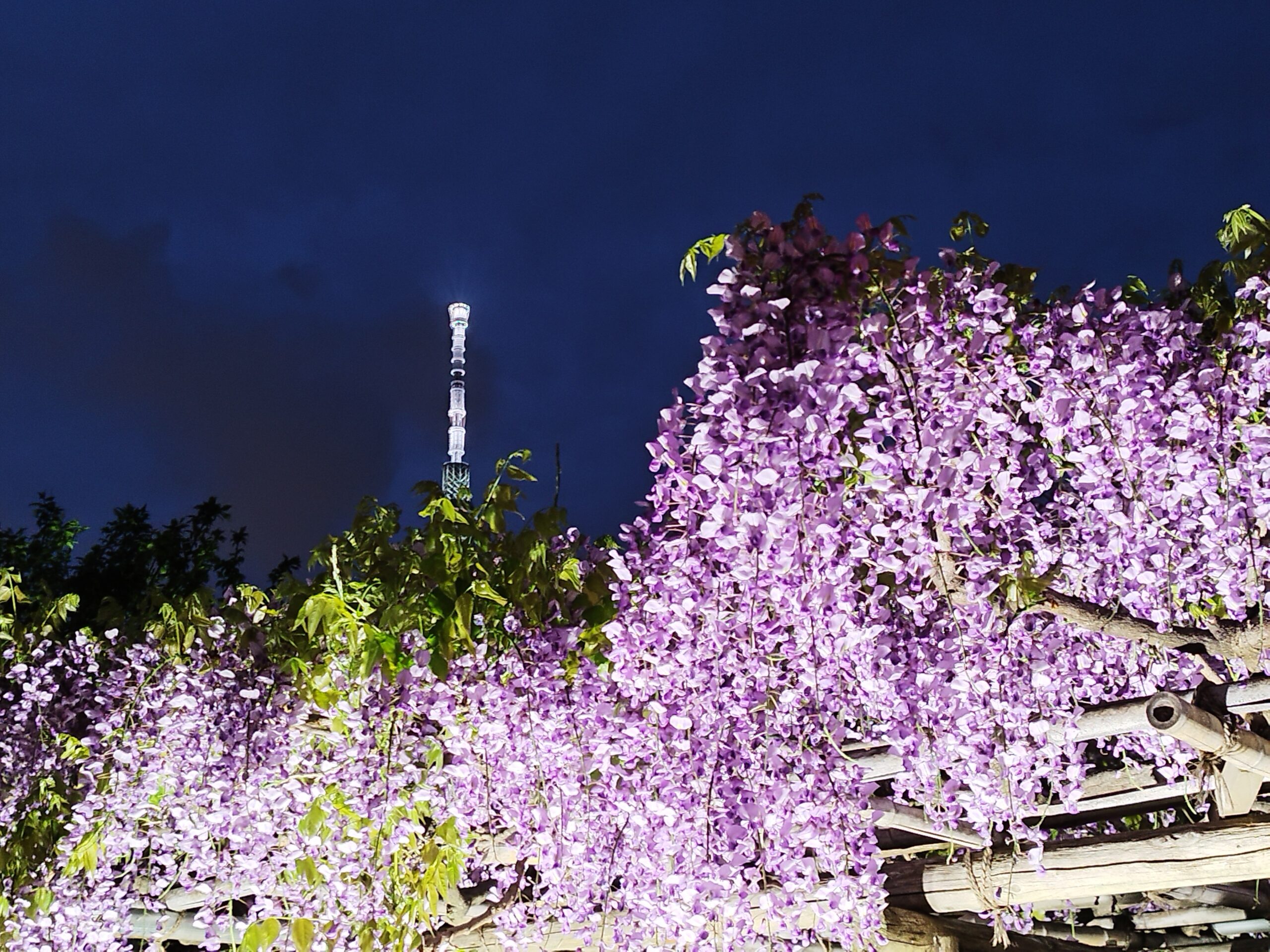 2025.4.22.亀戸天神藤まつり・ライトアップされた藤の花とスカイツリー