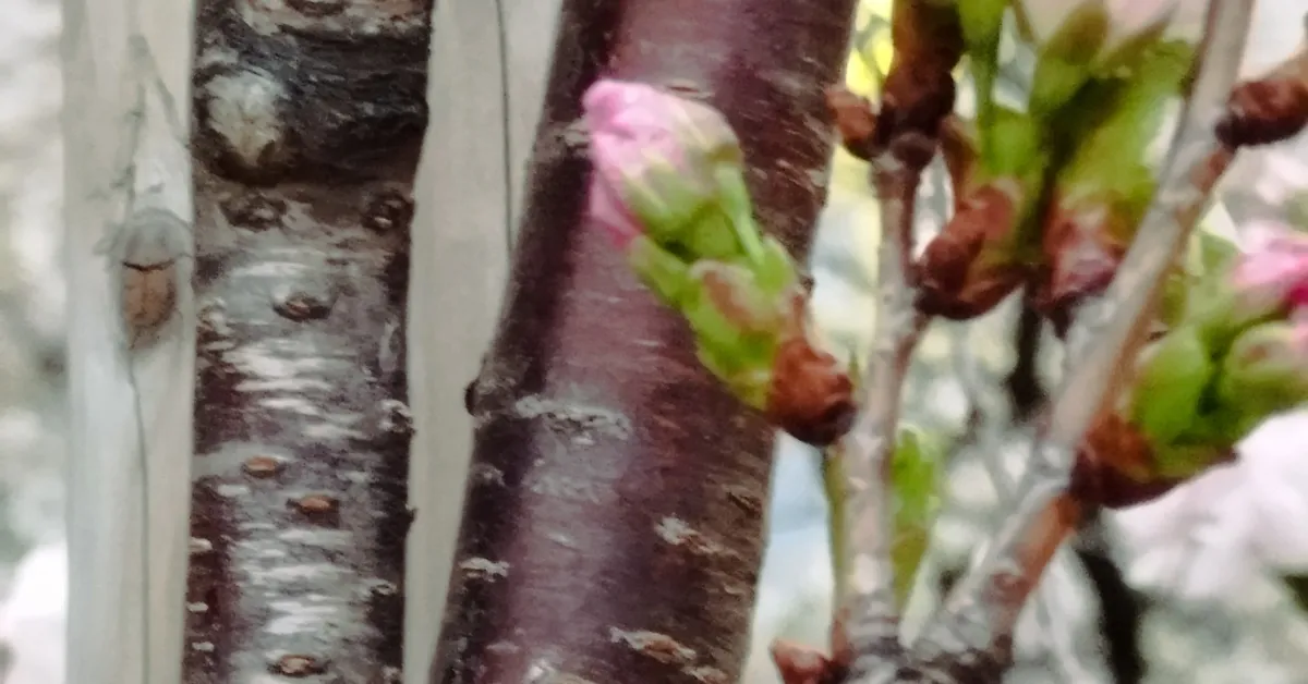 桜の木の幹