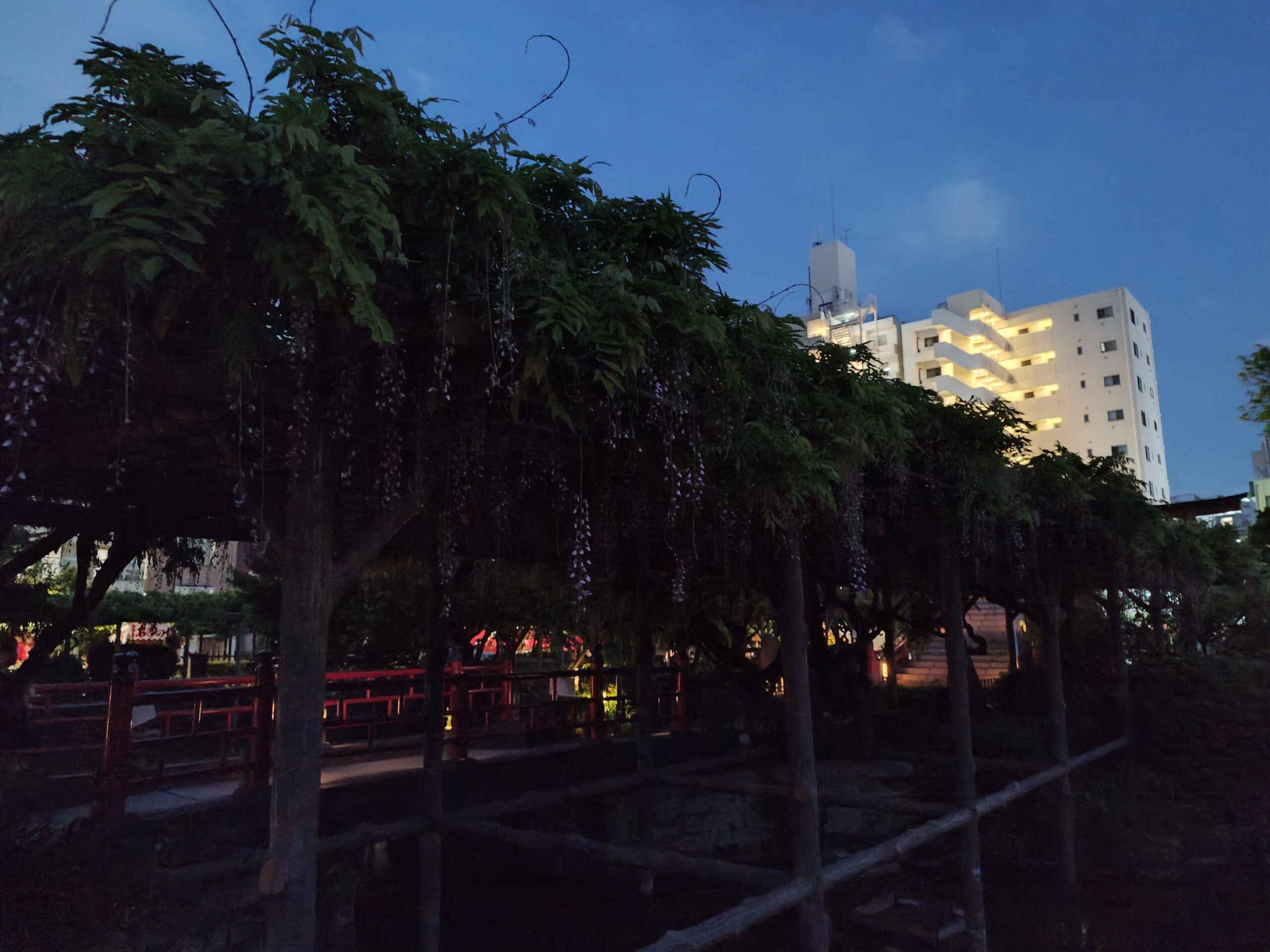 2025.5.1亀戸天神・藤の花